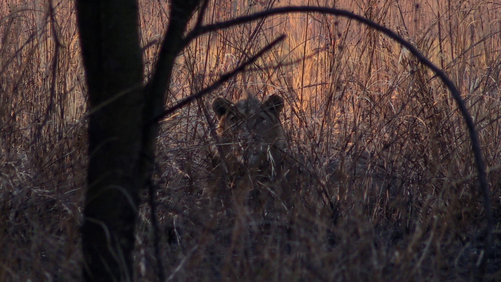 KOB LionInTheBush
