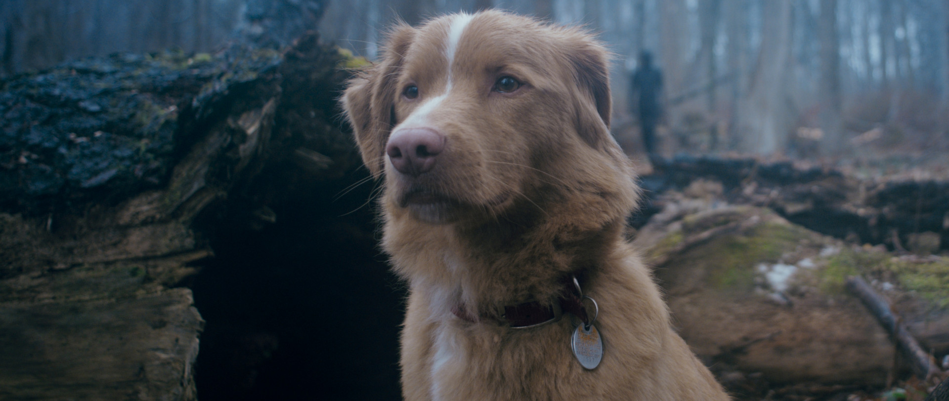 Good Boy Indy in woods 1